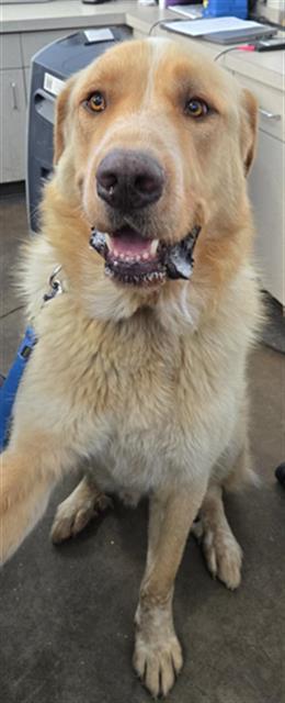 ASLAN, Adult Male Mixed Breed