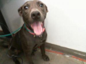 HARPER, Young Female Mixed Breed
