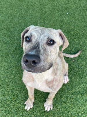 BEAH, Young Female Mixed Breed