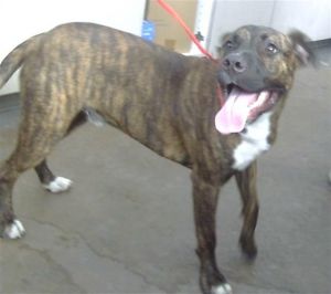 BAXTER, Young Male Mixed Breed