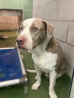 BOBBY, Adult Male Mixed Breed