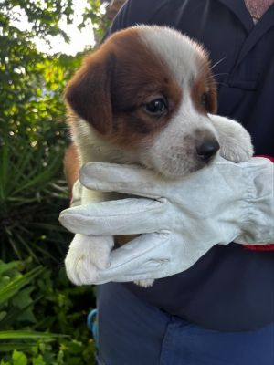 TERRY, Baby Male Mixed Breed