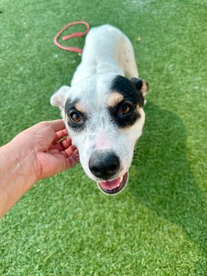 JANE, Young Female Mixed Breed