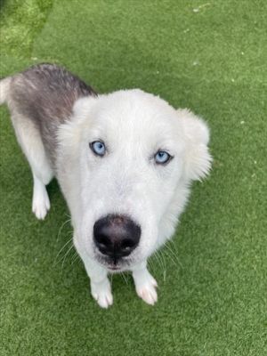 STEVEN, Young Male Mixed Breed