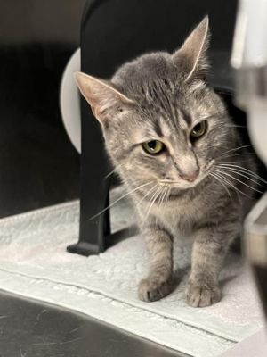 MAEVE, Adult Female Domestic Short Hair