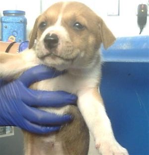 KATZ, Baby Female Mixed Breed