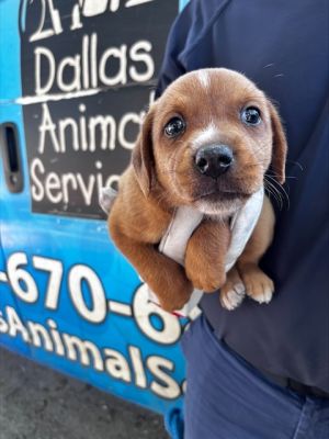 KERRY, Baby Female Mixed Breed