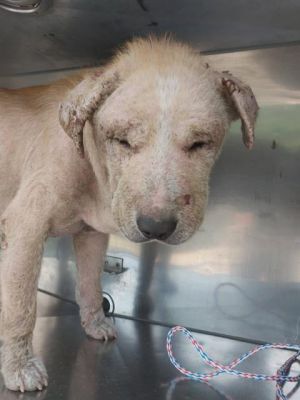 PRINCE, Adult Male Mixed Breed