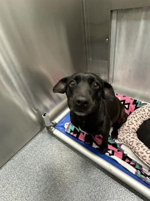 DAHLIA, Young Female Mixed Breed