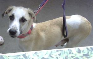 JELLYBEAN, Adult Female Mixed Breed