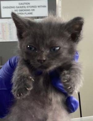 PENNE, Baby Male Domestic Short Hair