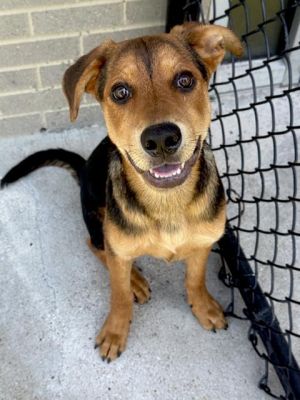 BAILEY, Young Female Mixed Breed