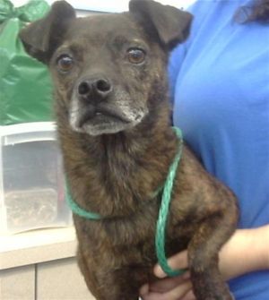 SALLY, Adult Female Mixed Breed