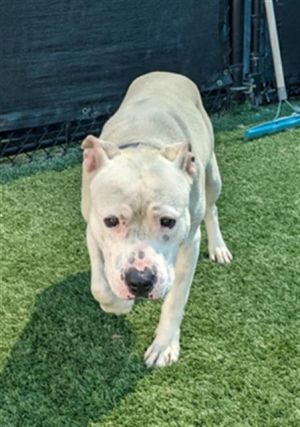 PALOMO, Young Male Mixed Breed