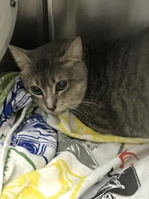 BIG, Young Male Domestic Short Hair