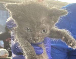 RAVIOLI, Baby Male Domestic Short Hair