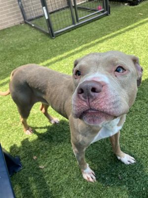 FIONA, Adult Female Mixed Breed