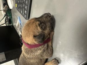 A1254532, Baby Female Mixed Breed