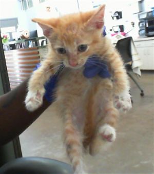 YUSEF, Baby Male Domestic Short Hair