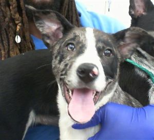 WINONA, Baby Female Mixed Breed