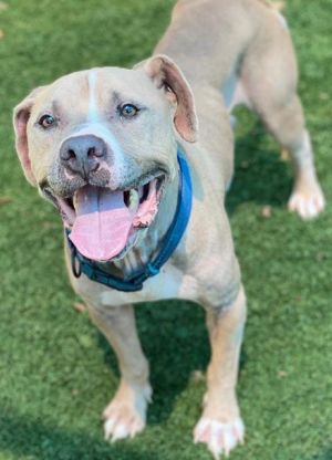 SLIM, Young Male Mixed Breed