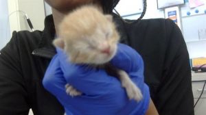 KYLO, Baby Male Domestic Short Hair