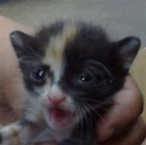 MIRACLE, Baby Female Domestic Short Hair