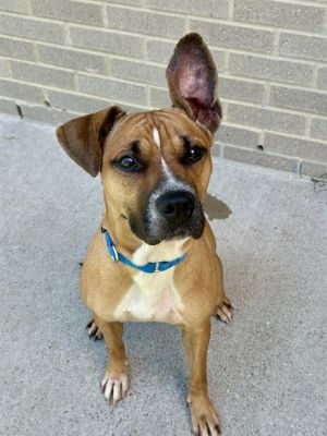 SASHA, Young Female Mixed Breed