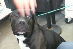 DASH, Young Male Mixed Breed