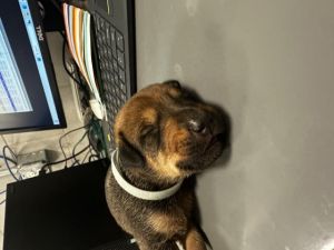 A1254533, Baby Male Mixed Breed