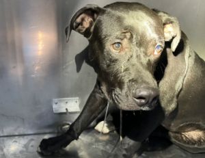 DANNY, Young Male Mixed Breed