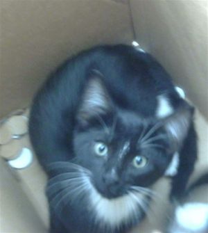 IMANI, Baby Male Domestic Short Hair