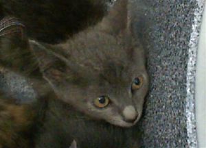 MANDY, Baby Male Domestic Short Hair