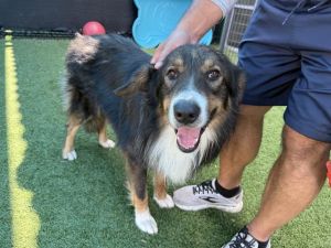 NINO, Adult Male Mixed Breed