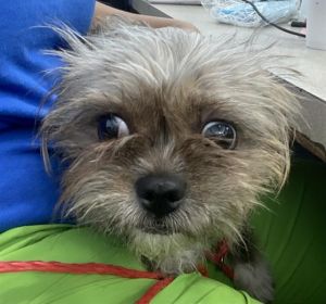 YZMA, Young Female Mixed Breed