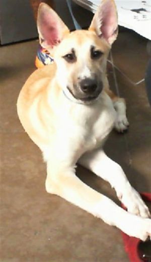 GARNET, Baby Male Mixed Breed