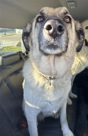 STORM, Adult Female Mixed Breed
