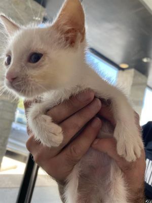 JOHN SNOW, Baby Male Siamese