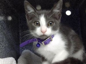 PAD KEE MEOW, Baby Male Domestic Short Hair