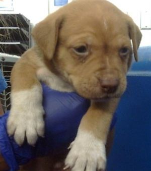 TOOTS, Baby Male Mixed Breed