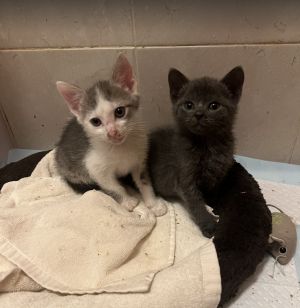 Jude & Lucy Domestic Short Hair Cat