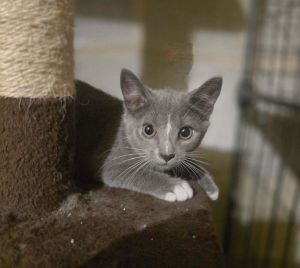 CeCe, Baby Female Domestic Short Hair