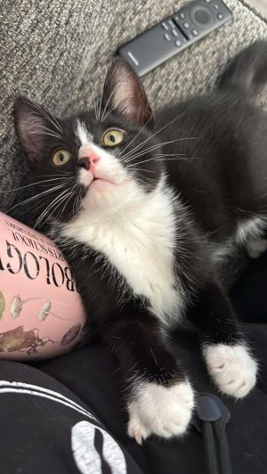 Oreo, Baby Male Domestic Short Hair