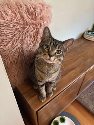 Simon Catfunkel, Young Male Domestic Short Hair