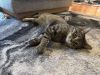 Simon Catfunkel photo 6