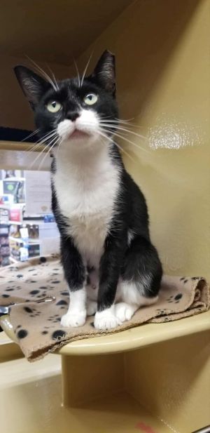 China, Young Female Domestic Short Hair