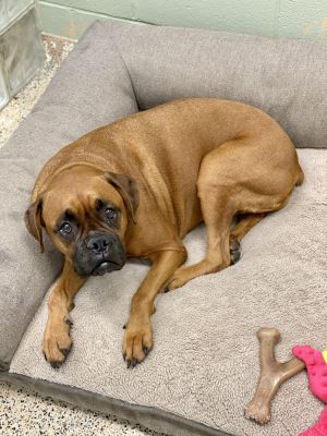 Molly II, Adult Female unknown