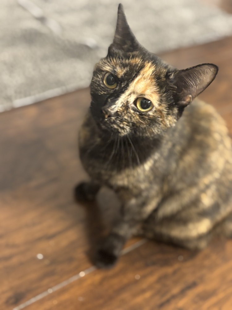 Chloe