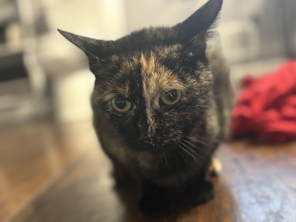 Chloe
