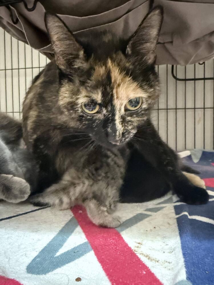Chloe
